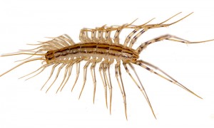 Scutigera_coleoptrata