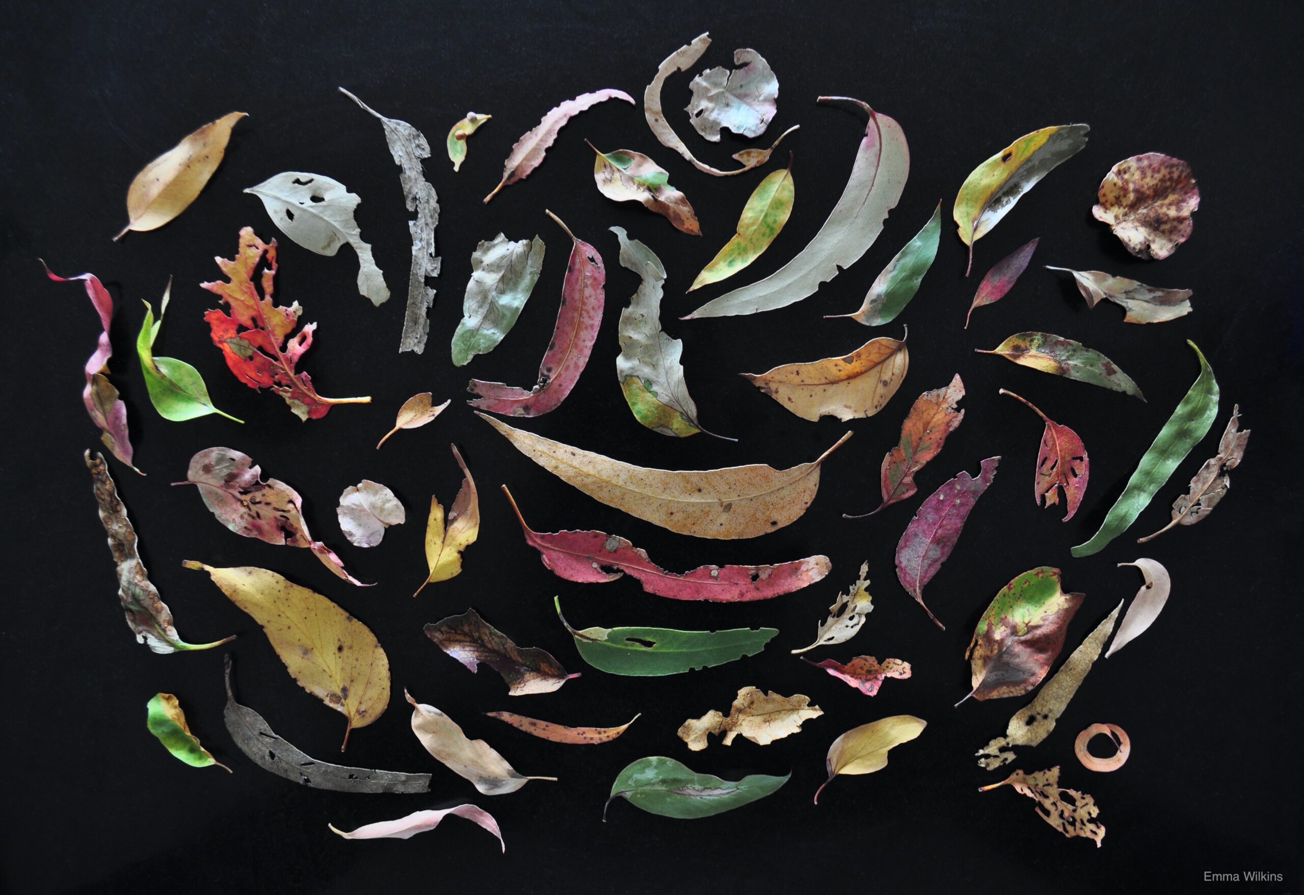 Photo of collected gum leaves by Emma Wilkins